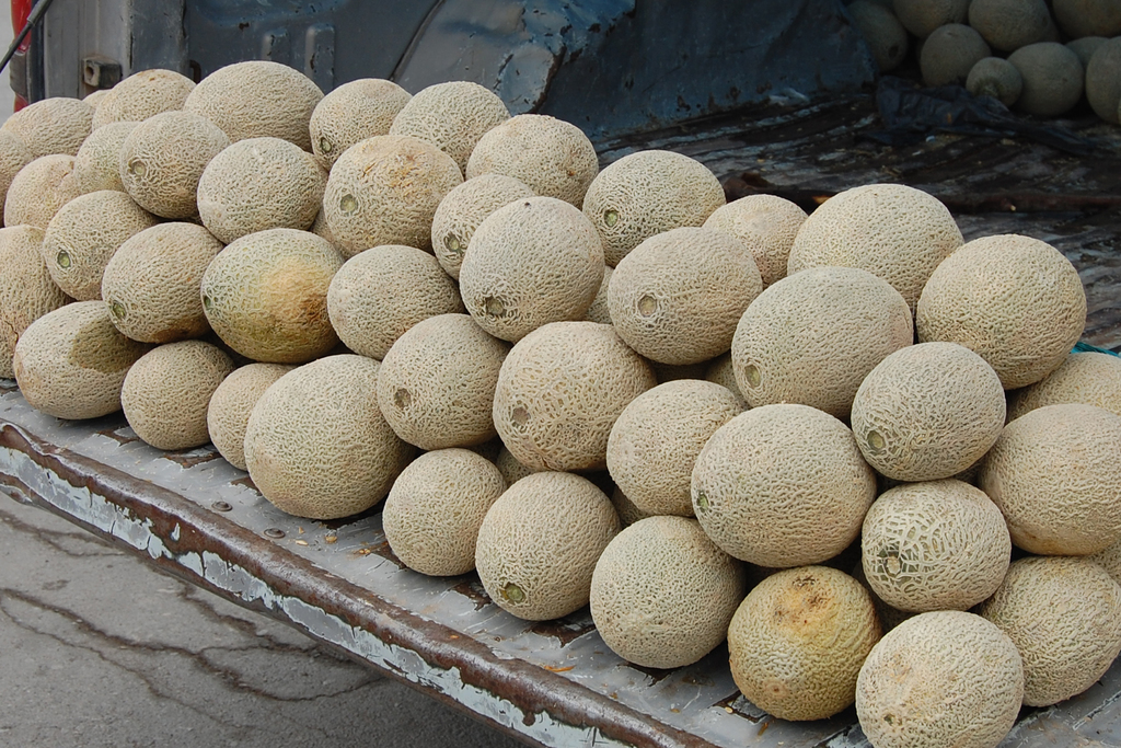 Ven lamentable precio de dos pesos por kilo en melón en el municipio de Tlahualilo, y atribuyen esta situación al coyotaje.