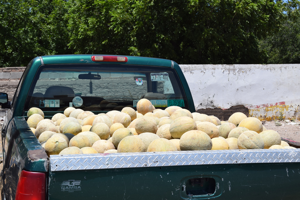 Productores de melón empiezan mal la temporada pues el precio no les favorece, además hay bajo rendimiento en las cosechas. (EL SIGLO DE TORREÓN)