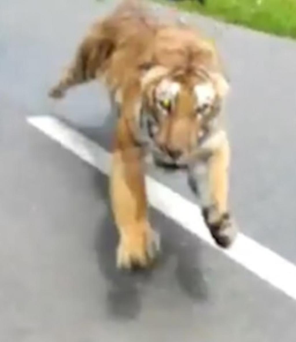 Tigre persigue y ataca a dos hombres que paseaban por un parque nacional