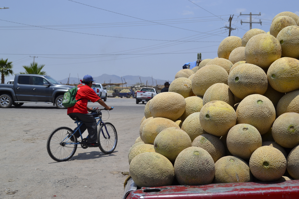 Productor de melón denuncia que operativo 'ahuyenta' a los compradores de otras ciudades. (ESPECIAL) (EL SIGLO DE TORREÓN/MARY VÁZQUEZ)