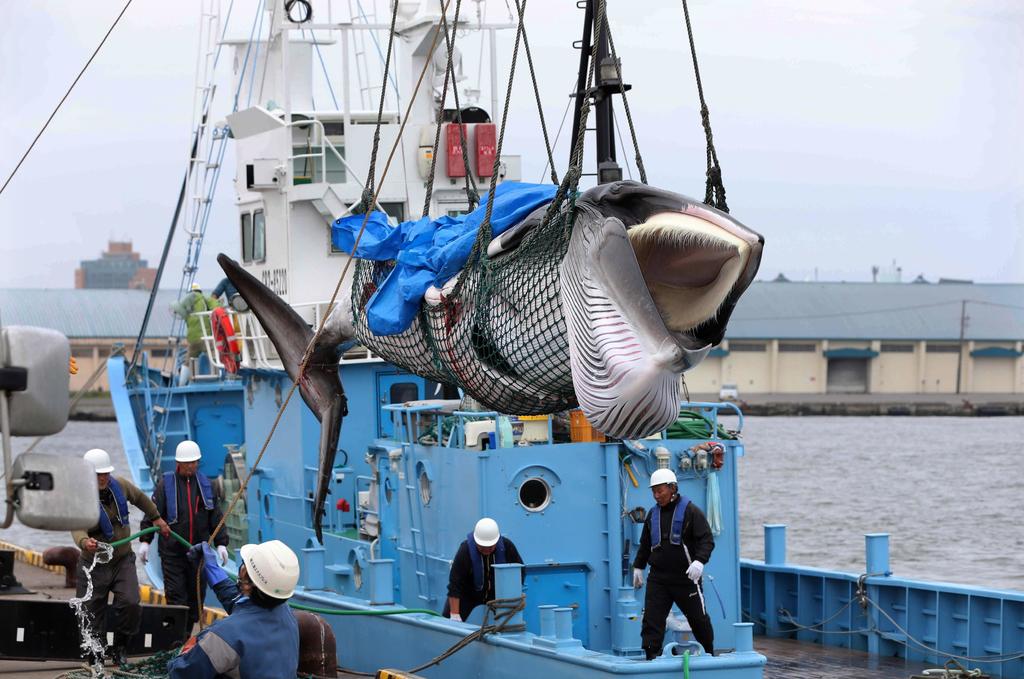 Organizaciones ambientalistas han señalado que la nación asiática nunca dejó de capturar ballenas y su supuesta caza para la investigación era en realidad la pesca comercial encubierta, debido a que la carne del cetáceo suele terminar en las pescaderías. (EFE)