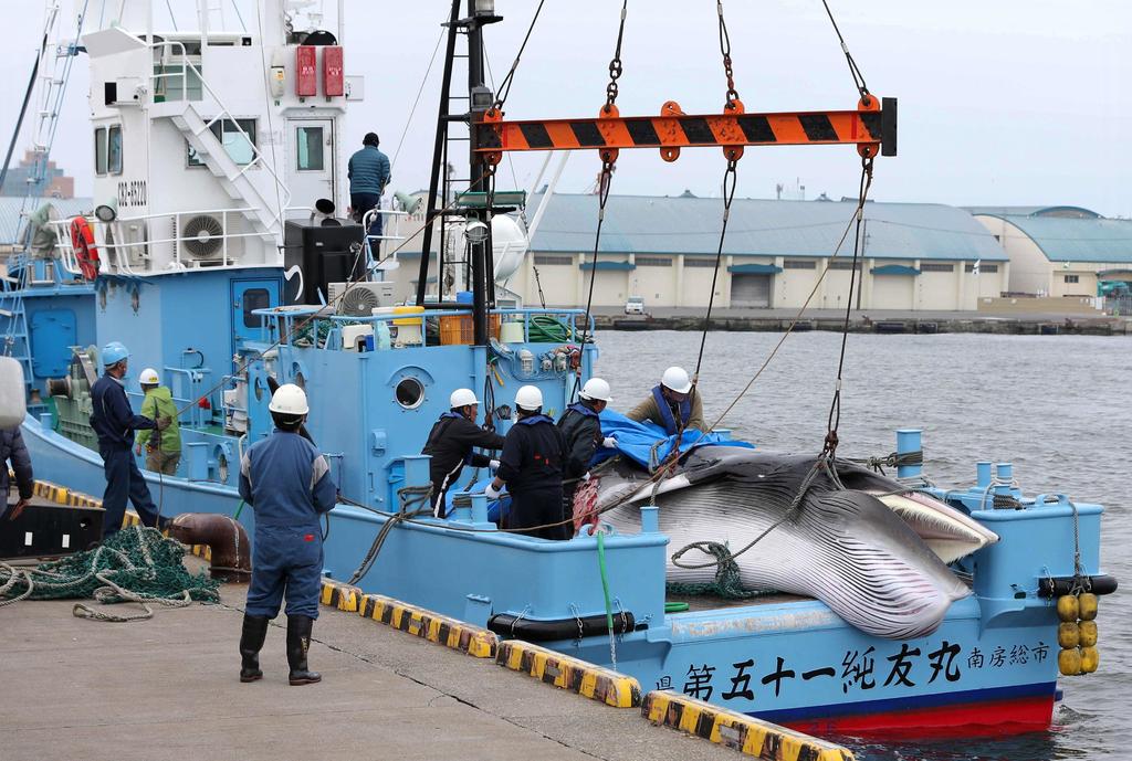 La caza de ballenas ha deparado críticas de parte de la comunidad internacional e incluso una sentencia de la Corte de la Haya en contra de Japón. (EFE)