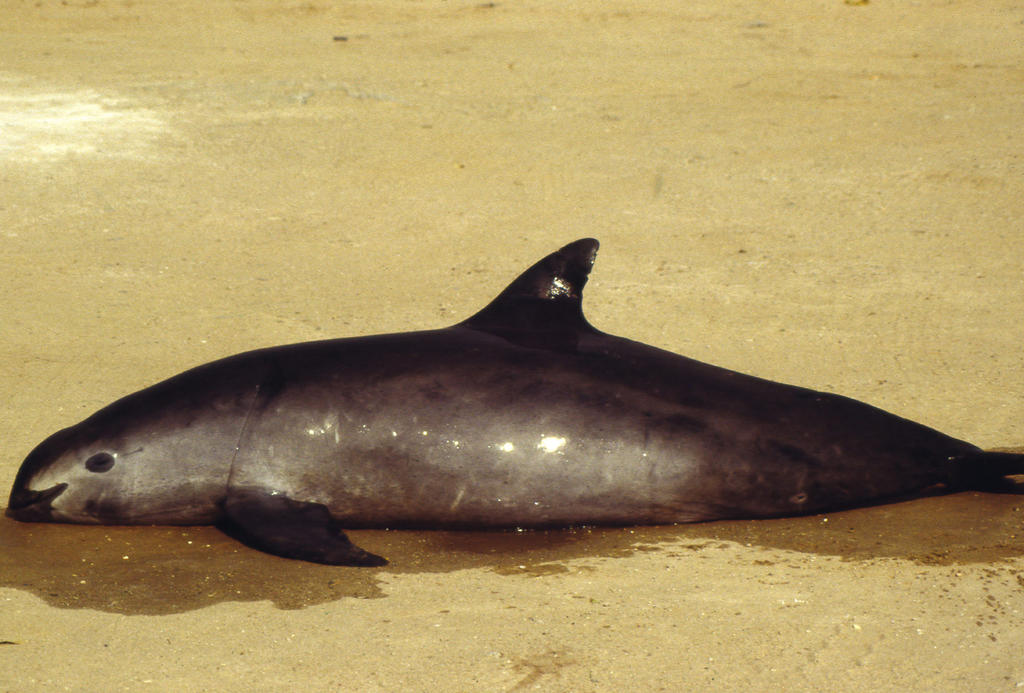 El área en el Golfo de California es el único hábitat de la vaquita marina, especie en estado crítico de extinción con sólo 10 ejemplares al día de hoy, a pesar de las medidas tomadas por el gobierno mexicano para proteger la especie amenazada. (ARCHIVO)