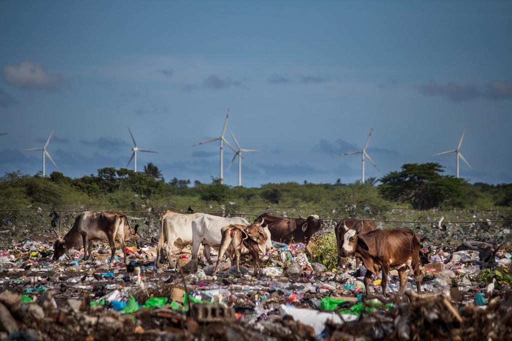 Fotografía de algunas vacas entre un basurero mientras al fondo aparece un parque de energía eólica, este miércoles en el Itsmo de Tehuantepec, estado de Oaxaca. (ARCHIVO)