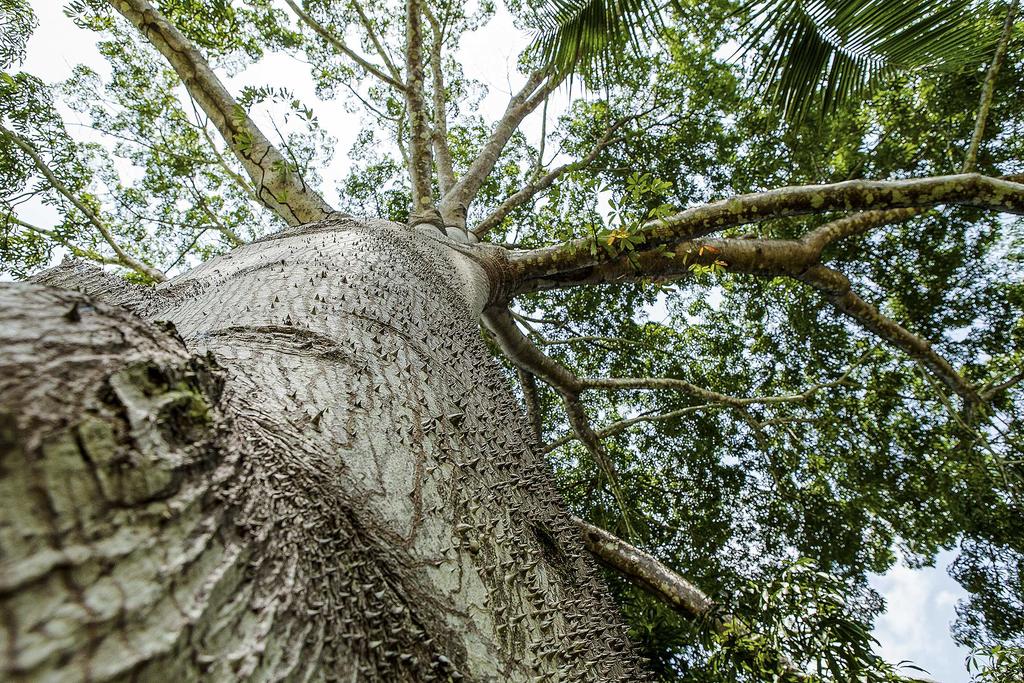 La deforestación ilegal se extendió en junio por 920 kilómetros cuadrados, frente a los 488.4 kilómetros cuadrados registrados en el mismo mes del año anterior. (ARCHIVO)