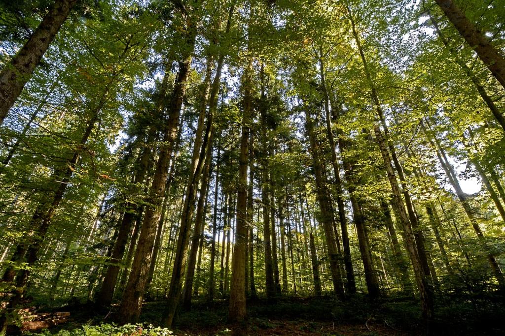 Los árboles nuevos podrían atrapar casi 830 billones de toneladas de dióxido de carbono, un gas de efecto invernadero. (ESPECIAL)