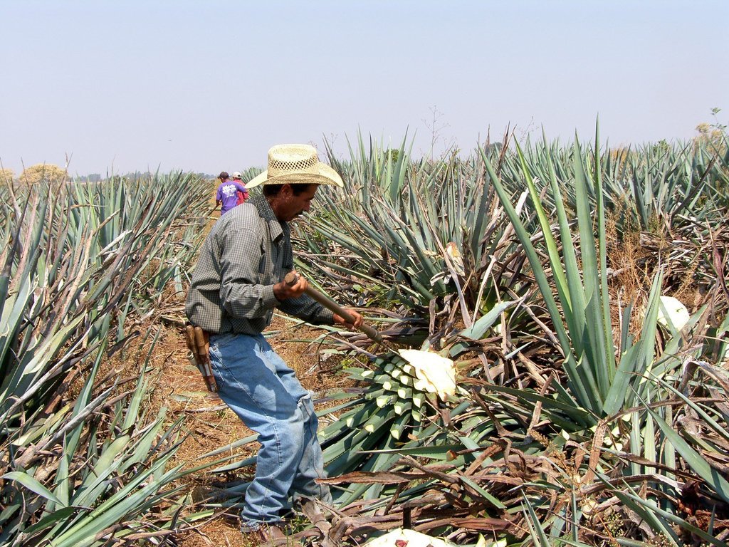 Para el presidente de Consejo Nacional Agropecuario, Bosco de la Vega Valladolid, las medidas de austeridad están afectando la dinámica del campo mexicano. (ARCHIVO)