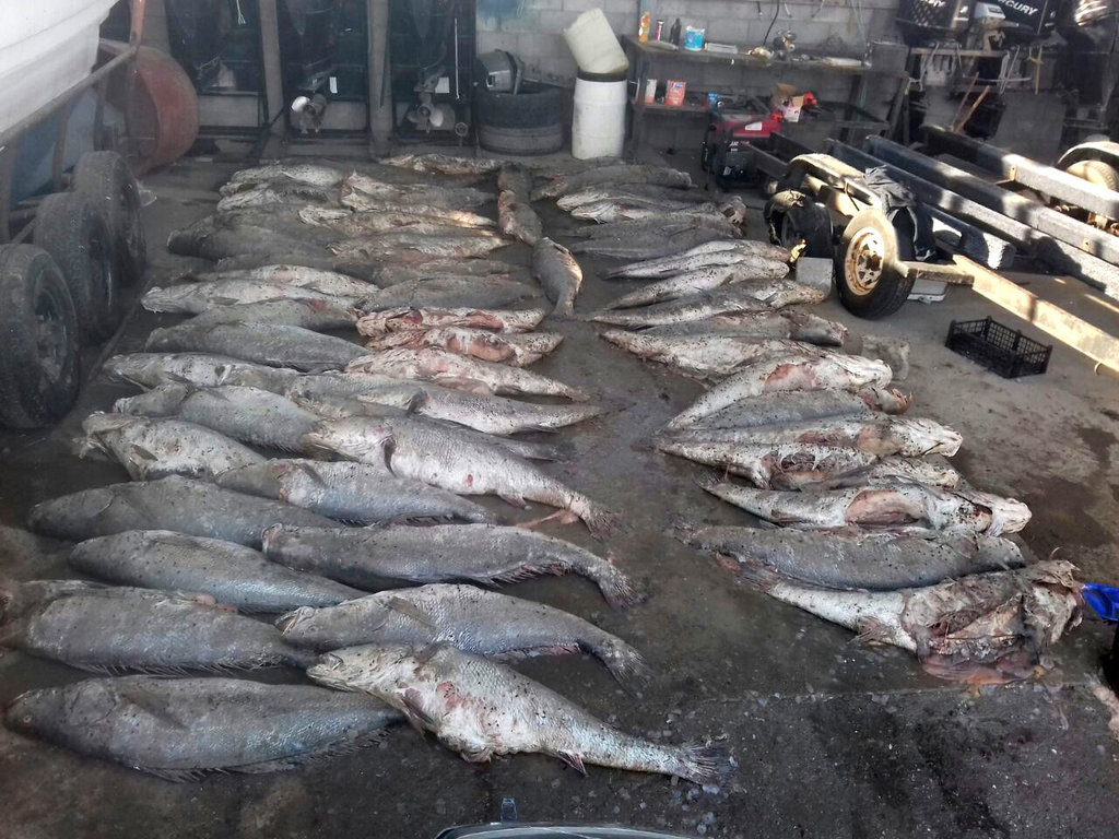 La pesca ilegal de Totoaba ha causado deterioro a la fauna, principalmente a la vaquita marina. (ARCHIVO)