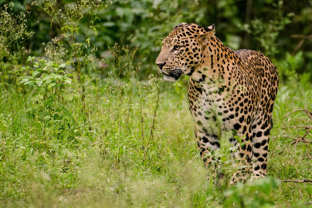 VIDEO: Aldeanos golpean a muerte a un leopardo