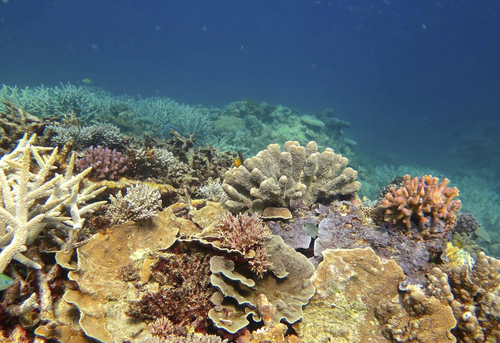 Gran Barrera de coral, un ejemplo de crisis climática
