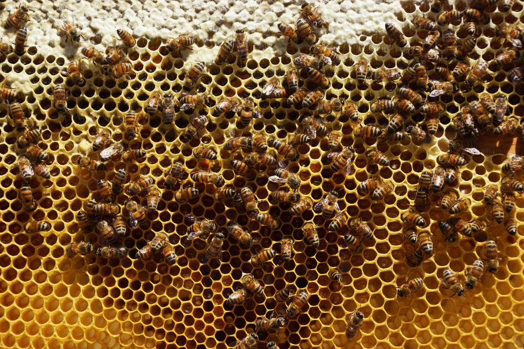 La miel es un alimento que producen las abejas a partir del néctar de las flores, es de consistencia viscosa y sabor dulce.(ARCHIVO)