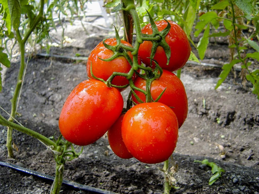 Este miércoles 10 de julio, la funcionaria mexicana informó, en un tuit, que habló con el secretario de comercio de Estados Unidos, Wilbur Ross, para revisar los avances del acuerdo de suspensión de tomate. (ARCHIVO)