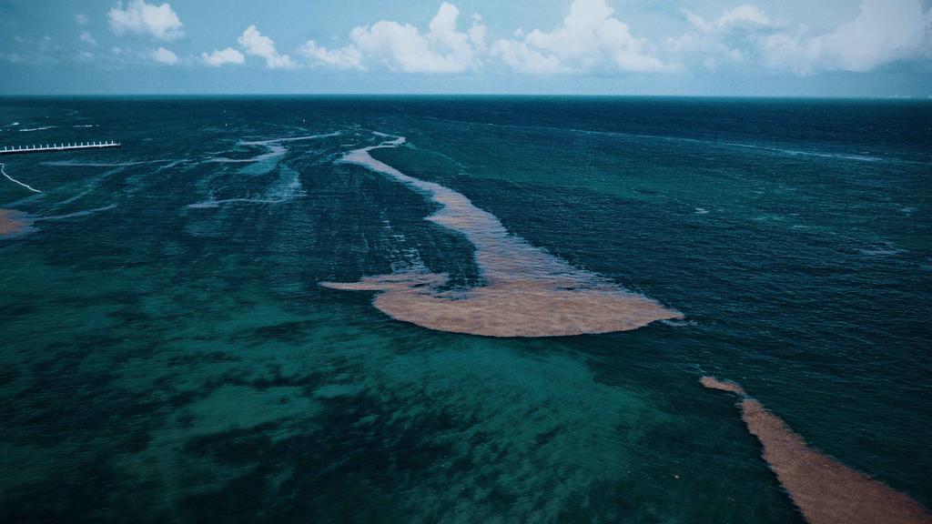 La Red de Monitoreo del Sargazo Cancún informó que la llegada de la macroalga se registra de forma excesiva en 12 zonas del norte de Quintana Roo. (ARCHIVO)