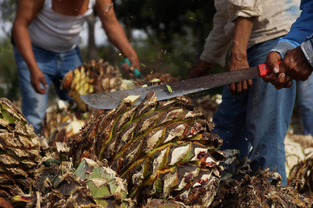 Para la asociación esto significa una 'usurpación oportunista' en detrimento del trabajo que los productos mexicanos han desarrollado en apego a su cultura y que por generaciones han sido los únicos relacionados con estas plantas. (EL UNIVERSAL)
