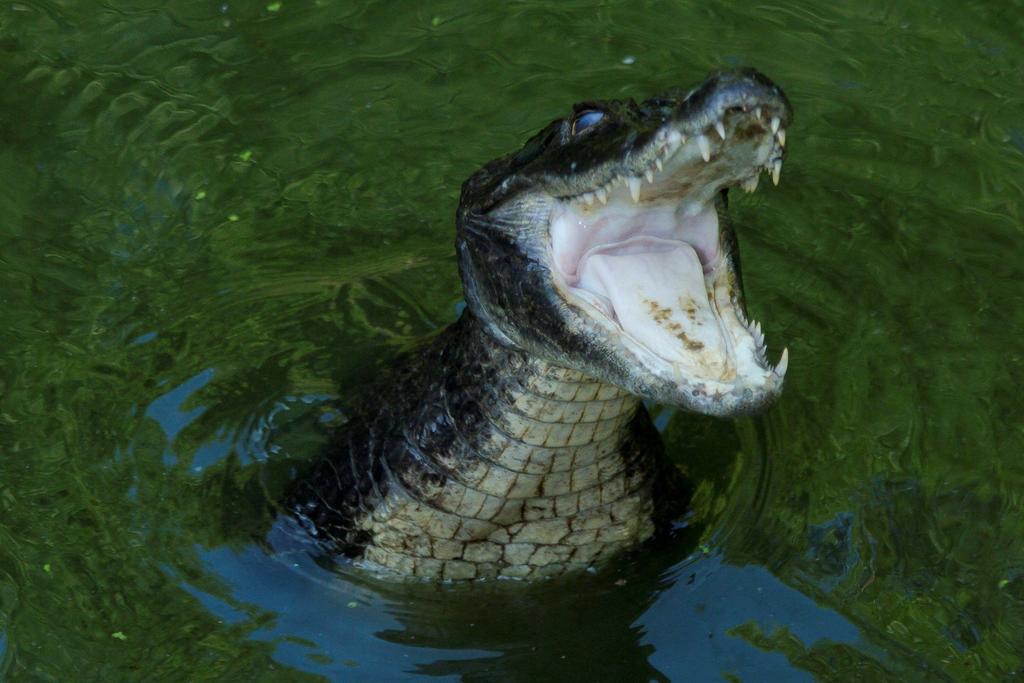 Si las drogas llegan lo suficientemente río abajo, las autoridades manifestaron que “podríamos crear caimanes adictos a la metanfetamina” en el río Tennessee al norte de Alabama. (ARCHIVO)