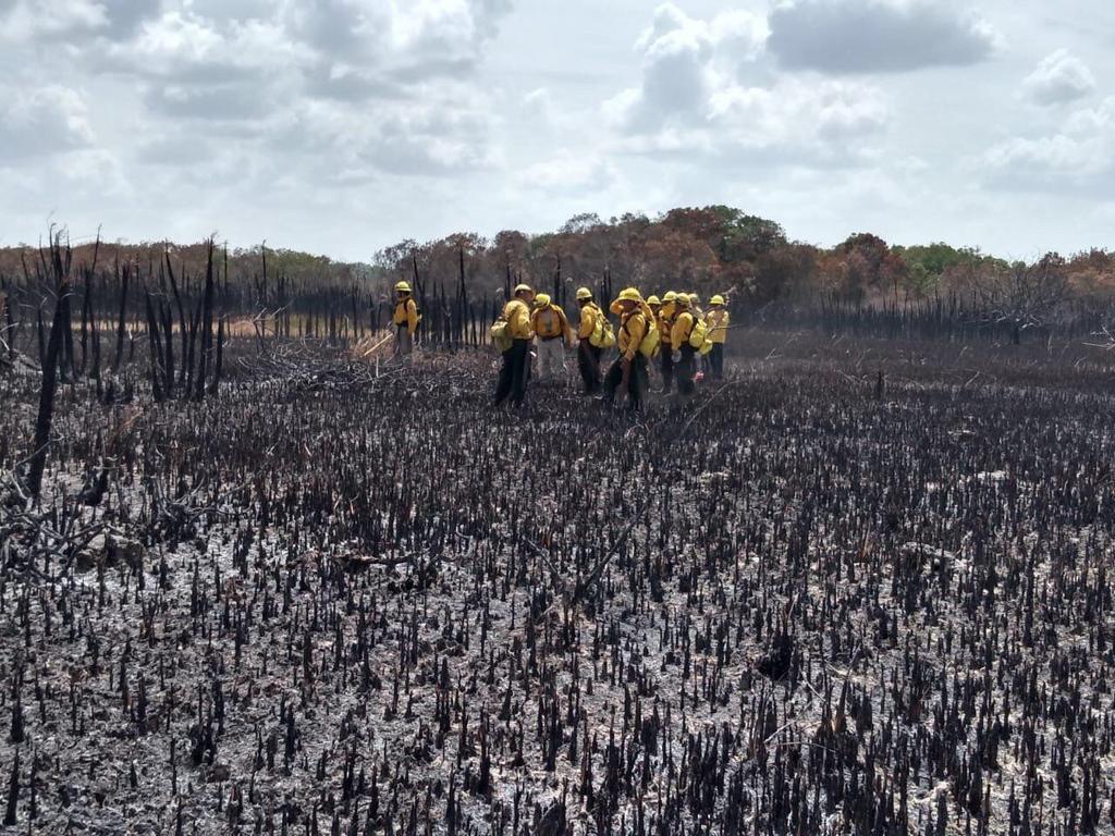 El incendio forestal registrado en dos mil 500 hectáreas de la Reserva de la Biosfera Sian Ka'an, en Quintana Roo, está controlado en un 55%, informó hoy la Secretaría de Ecología y Medio Ambiente del estado. (TWITTER)