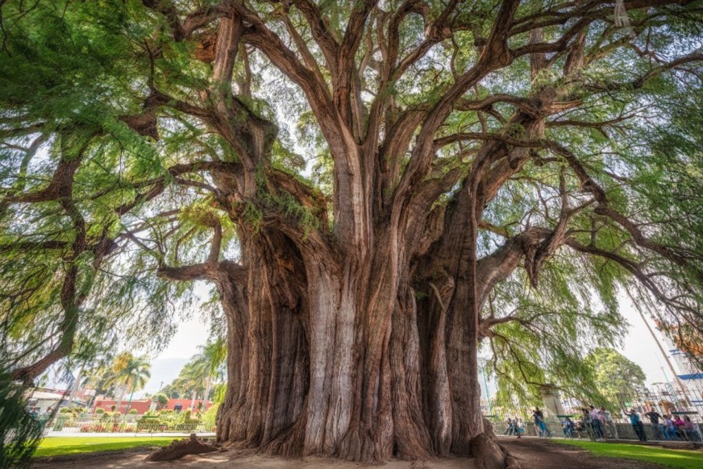 El árbol de Tule es un ahuehuete de más de 2 mil años de antigüedad que se ubica en Oaxaca. (ARCHIVO)