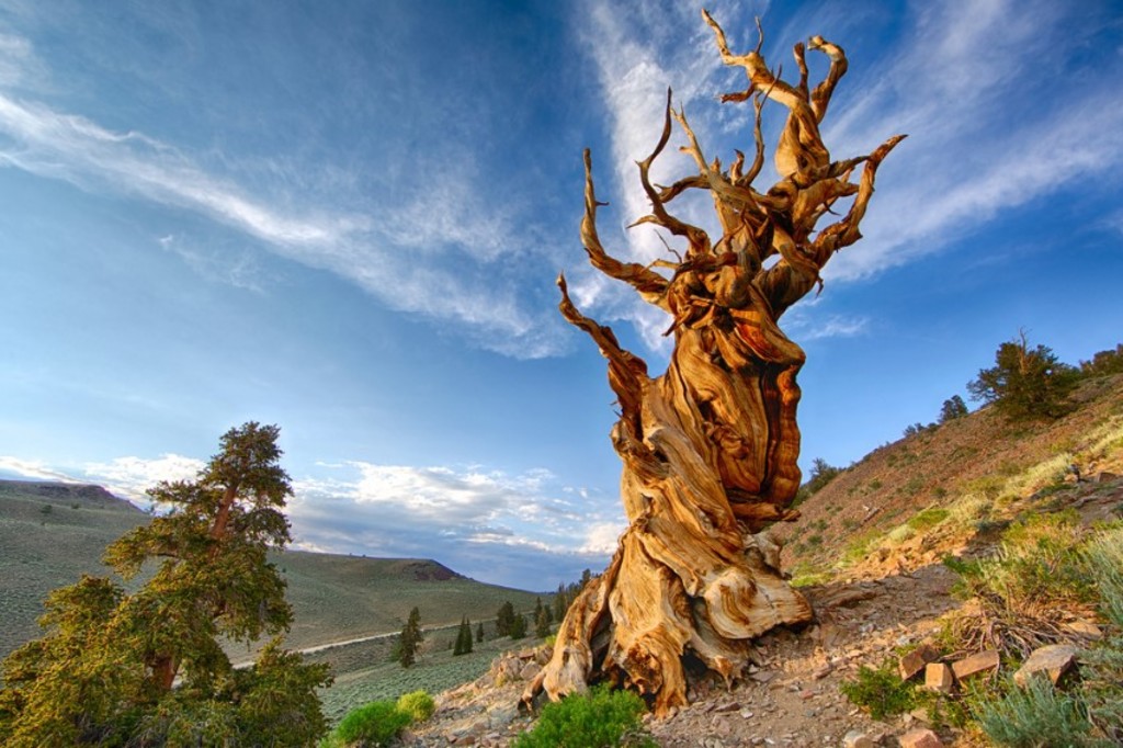 Matusalén es el sobrenombre dado a un pino longevo, con una edad estimada de más de 4850 años. (ARCHIVO)