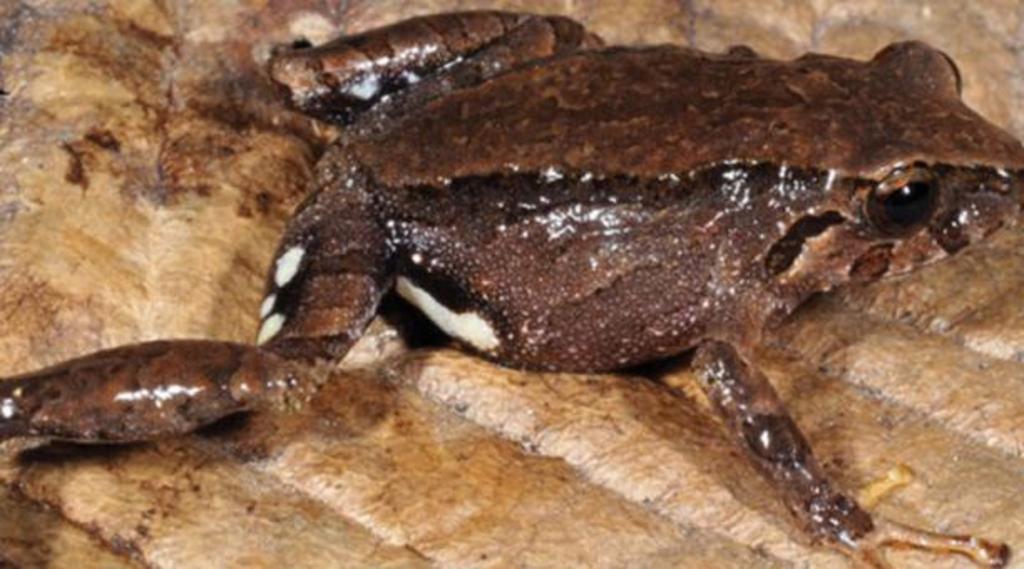 Han descubierto dos nuevos tipos de ranas terrestres que habitan en la región andina del sur de Ecuador. (ESPECIAL)