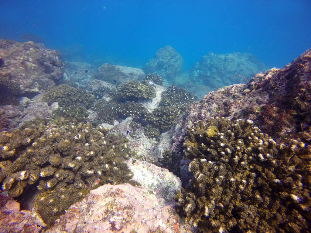 Buscan salvar los sistemas coralinos injertando 'fragmentos de oportunidad', como llaman a los trozos de coral que son desprendidos por el oleaje y que al ser replantados en otros sitios permiten crear nuevas colonias. (EFE)