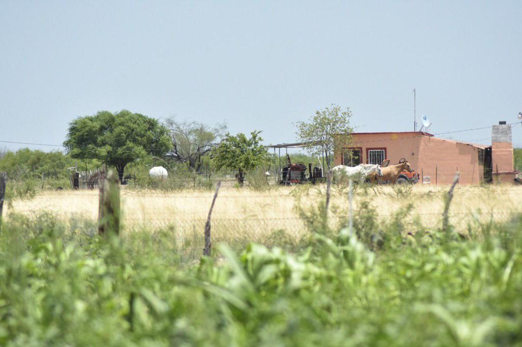 Nuevamente las tierras de Valladares son trabajadas y los hatos de ganado caprino resurgieron. (SERGIO A. RODRÍGUEZ)