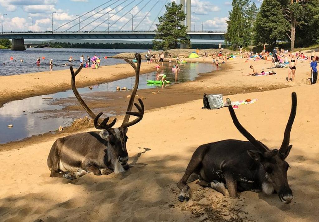 El calor pudo hacer que los renos buscaran sombra y un lugar fresco. (INTERNET)