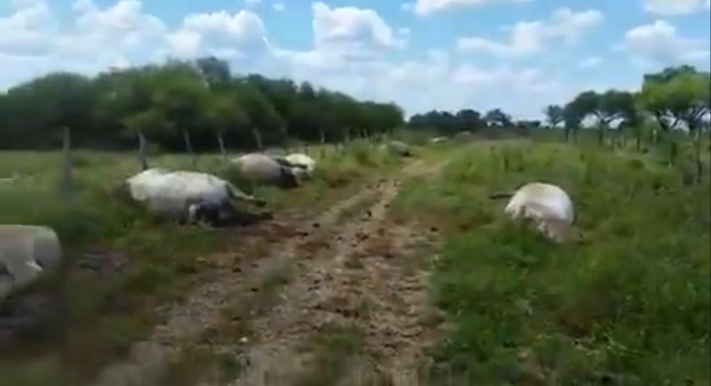 Un rayo causó la muerte de 13 vacas, y ocasionó pérdidas estimadas en más de un millón de pesos en el rancho San Andrés, municipio de General Terán, en la región citrícola de Nuevo León. (ESPECIAL)