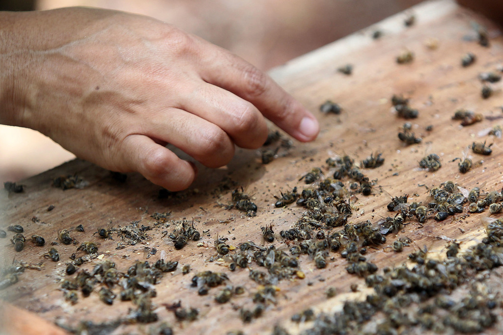 Cada día, millones de abejas son exterminadas por el uso inadecuado y exagerado de toneladas de insecticidas. (EL SIGLO DE TORREÓN)