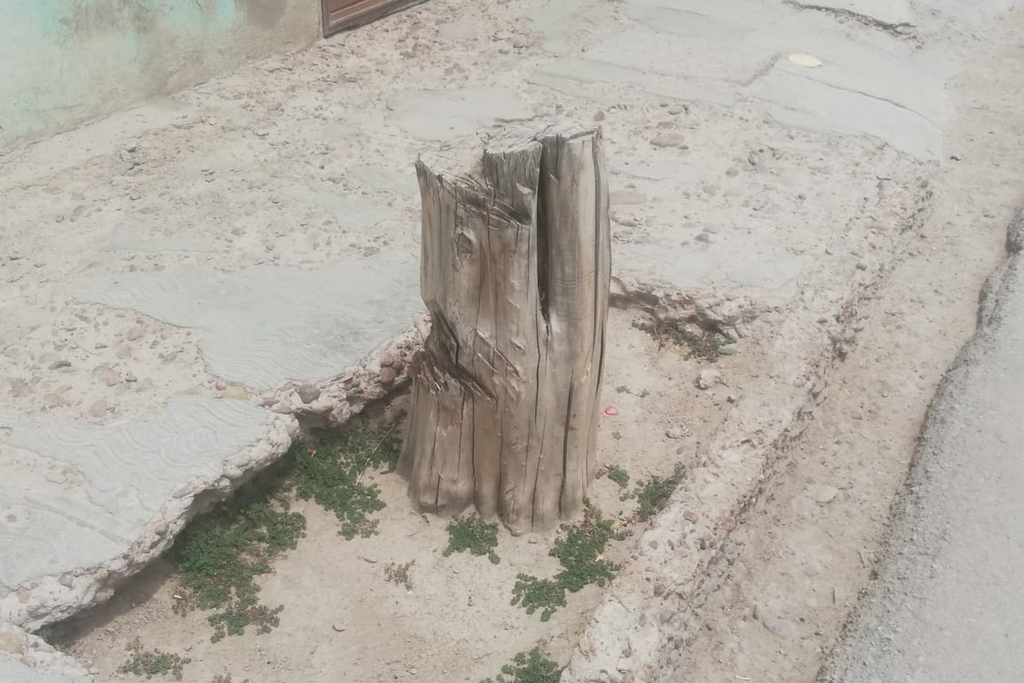 Las vías para los peatones matamorenses también se han visto afectadas por las raíces de los árboles. (EL SIGLO DE TORREÒN / BEATRIZ SILVA)