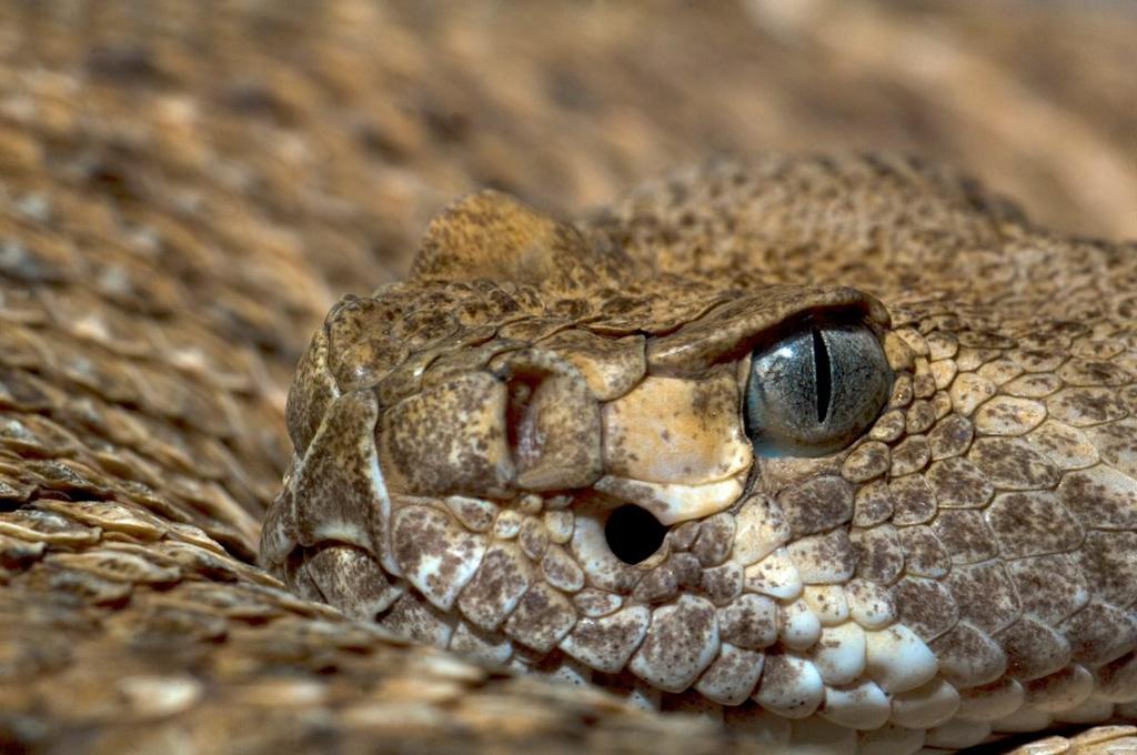 La crisis climática ha causado el aumento de las temperaturas en el noroeste de México e impactado el comportamiento de las serpientes de cascabel (Crotalus), aseguran científicos del Centro de Investigaciones Biológicas del Noroeste (Cibnor). (ARCHIVO)