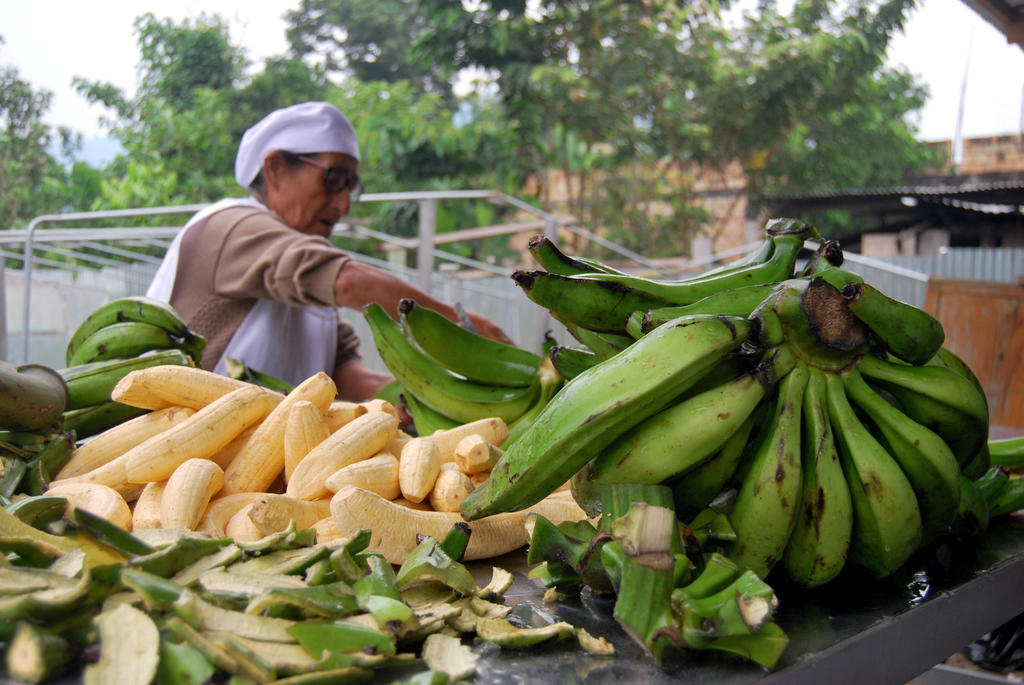 Delegados de Latinoamérica y el Caribe se reunirán el próximo lunes en la capital de Ecuador para definir estrategias contra la plaga Fusarium, transmitida por un hongo que ataca el sistema vascular de las plantas de banano. (ARCHIVO)