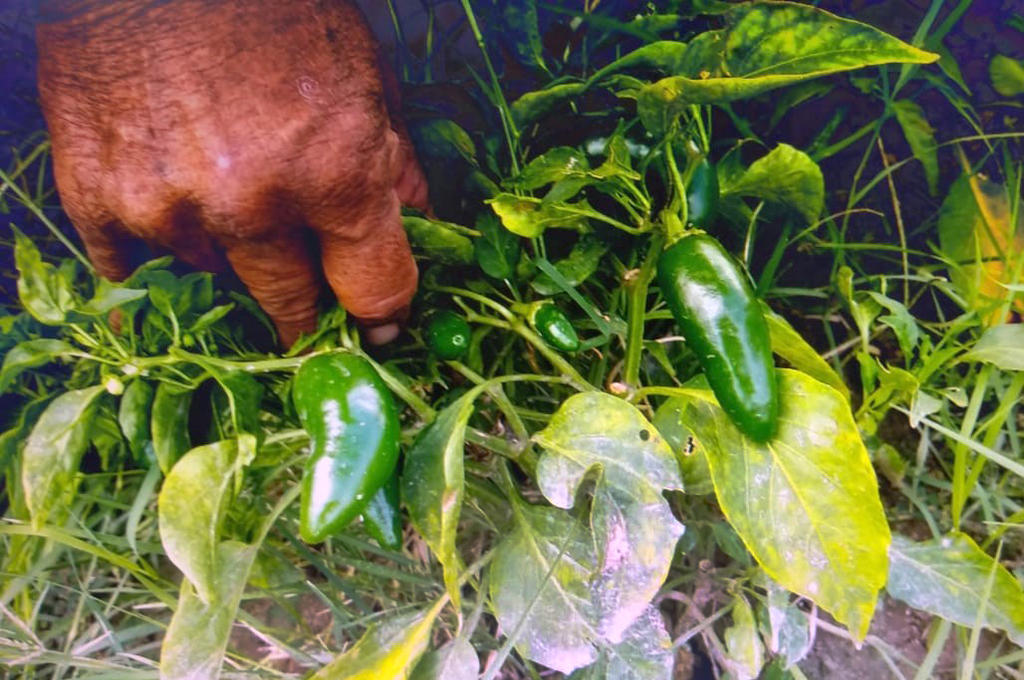 El director de Desarrollo Rural, Raúl Meraz Ramírez, dijo que se han obtenido buenos resultados en el programa de Huertos Urbanos de Traspatio, pues indicó que la temporada es propicia para el cultivo de diversas frutas y hortalizas.  (FABIOLA P. CANEDO/EL SIGLO DE TORREÓN)