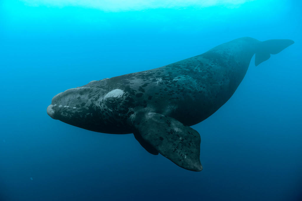 Seis ballenas han sido encontradas sin vida en meses pasados, y todo apunta a que murieron por golpes de los barcos y enredos en los aparejos de pesca. (ESPECIAL)
