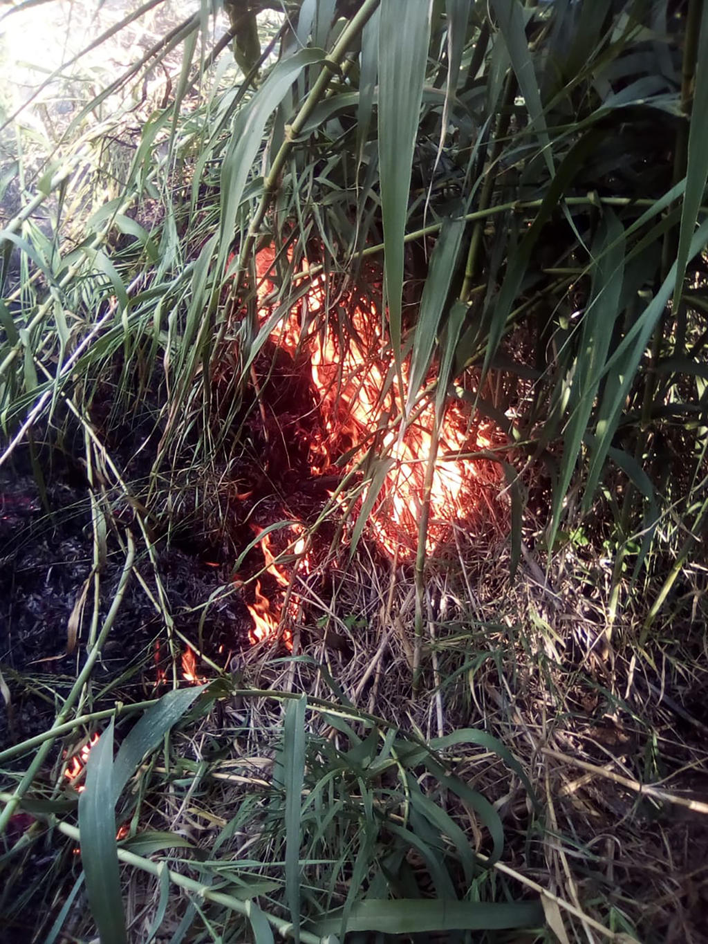 La madrugada del pasado domingo y en plena temporada vacacional de verano se registró un incendio en el Parque Estatal Cañón de Fernández Lerdo. (EL SIGLO DE TORREÓN)