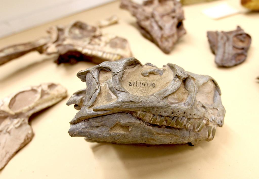 Es una nueva especie de sauropodomorfo perteneciente al Jurásico temprano. (EFE)