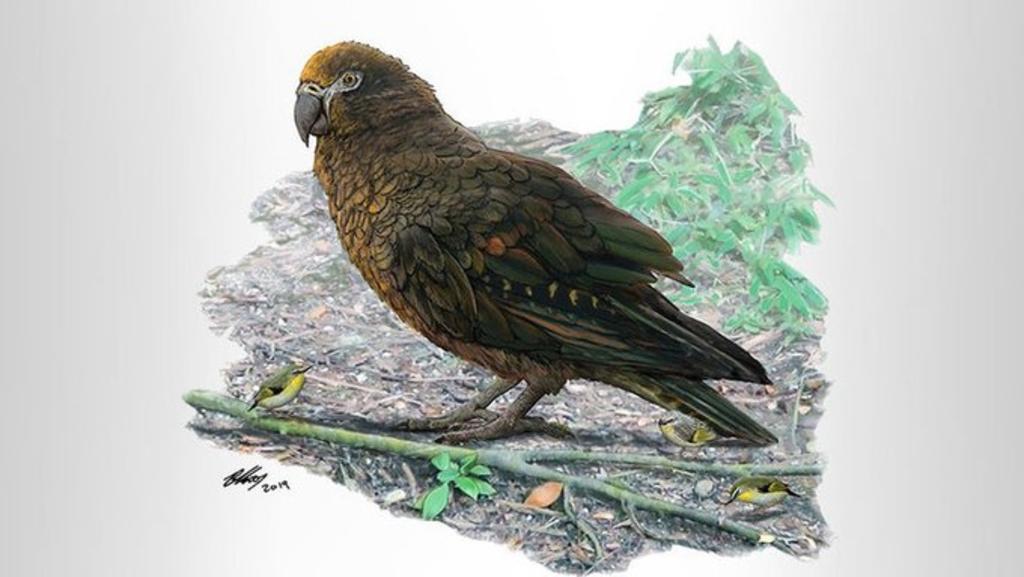 Vivió hace unos 19 millones de año en Nueva Zelanda, un lugar conocido por sus aves gigantes prehistóricas. (ESPECIAL)