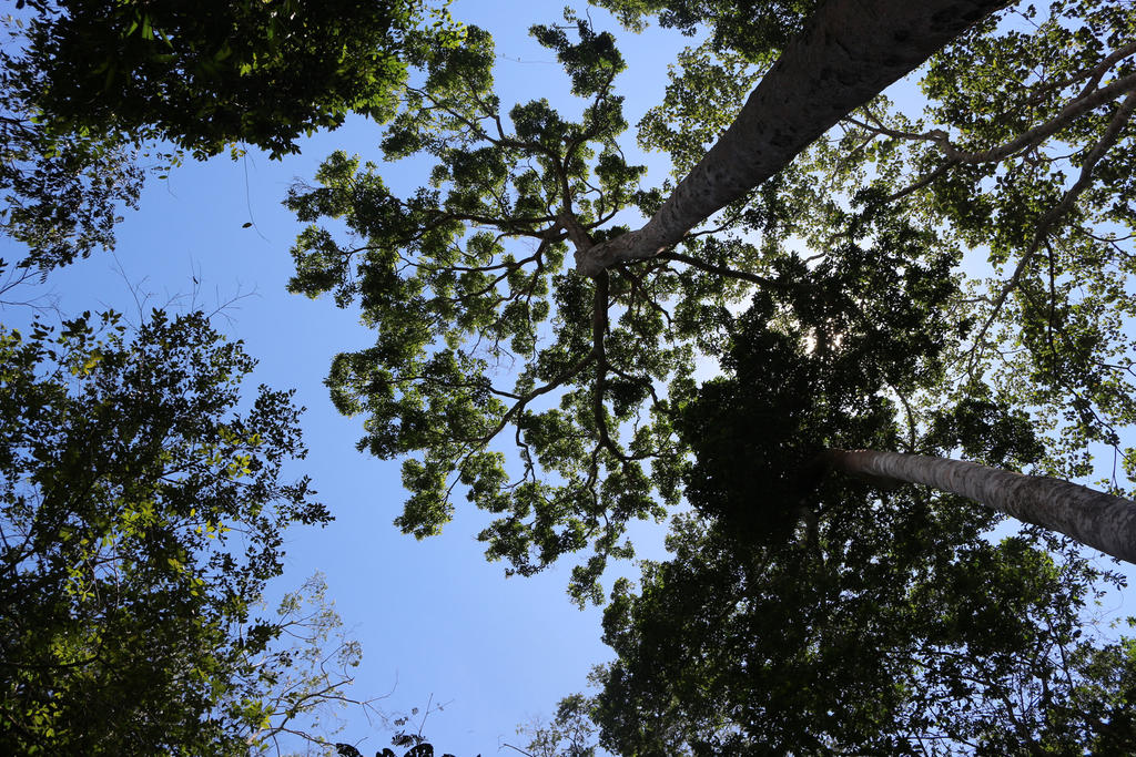 Selvas y bosques de la Tierra absorben un tercio de las emisiones de dióxido de carbono. (ARCHIVO)