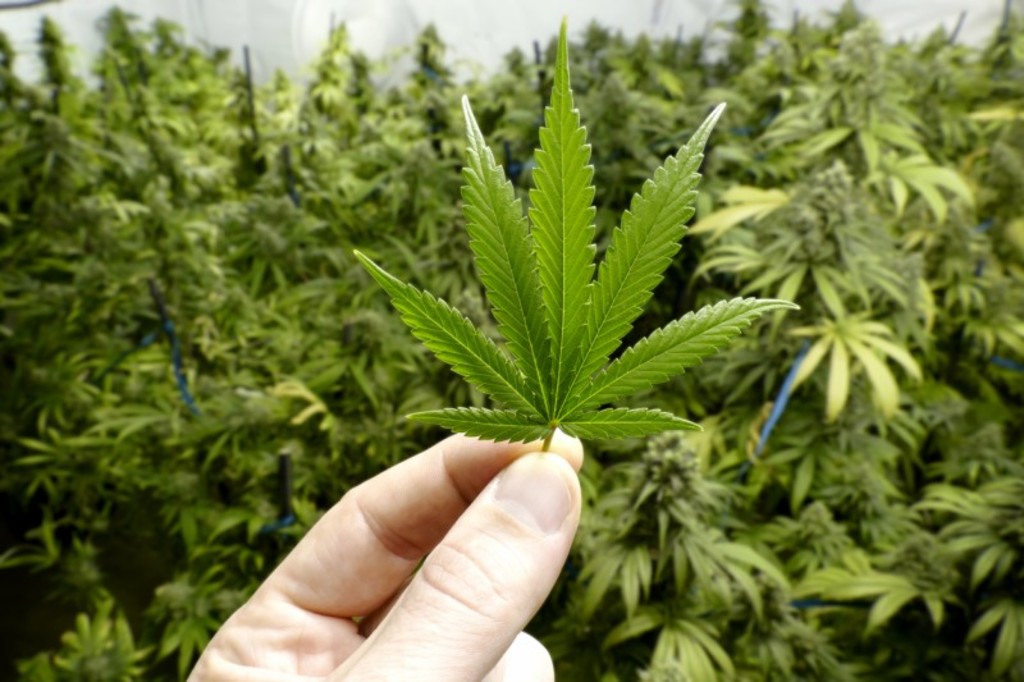 Buscan conocer los beneficios medicinales de la Cannabis. (ARCHIVO)