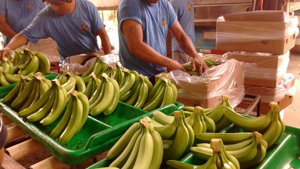 El 80 por ciento de la oferta exportable de banano del mundo se produce en los países de América Latina y el Caribe. (ARCHIVO)
