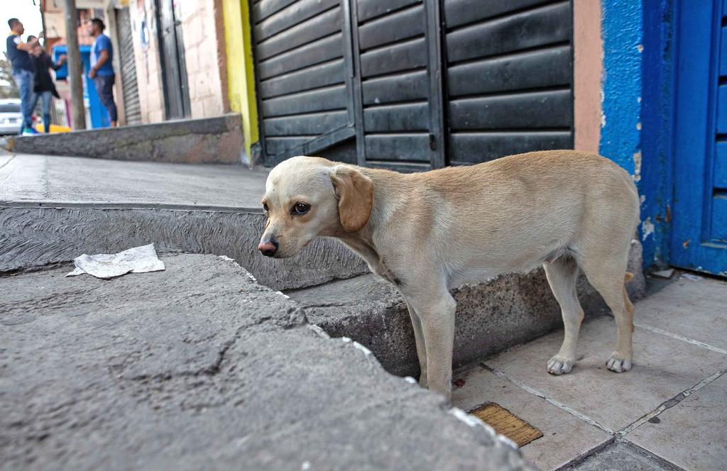 México se ubica en el primer lugar de Latinoamérica con la problemática de perros de la calle. (ARCHIVO)