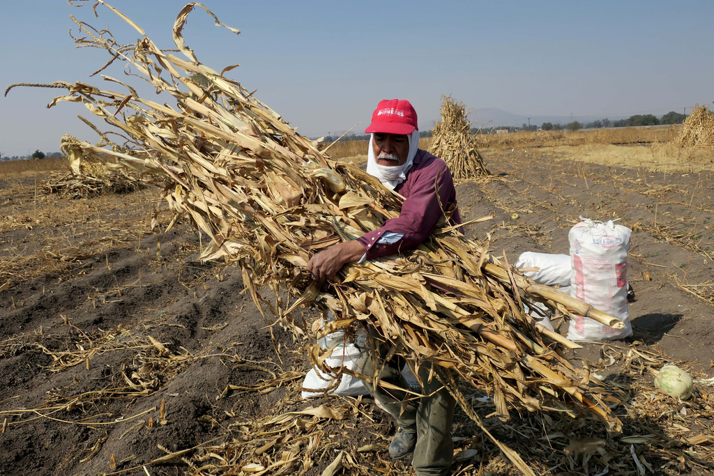 Las mujeres y personas de la tercera edad son quienes actualmente sacan adelante la producción agrícola. (ARCHIVO)