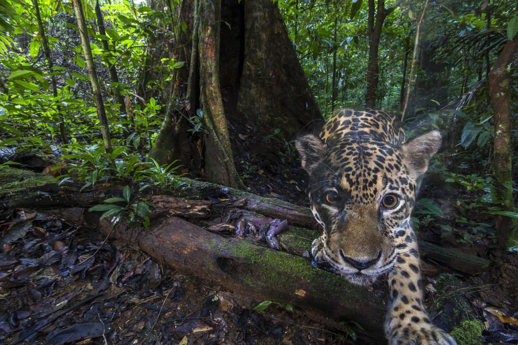 La ministra de Medio Ambiente Svenja Schulze dijo el sábado que congelará unos 35 millones de euros (39.6 millones de dólares) asignados para proyectos de biodiversidad en Brasil debido a la aparente falta de compromiso del país sudamericano a frenar la explotación forestal en el Amazonas. (ARCHIVO)
