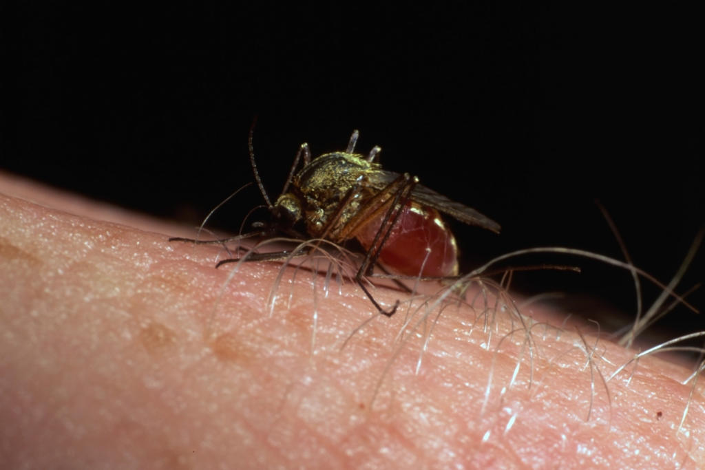 La incidencia del dengue suele aumentar en los meses de verano. (ARCHIVO)