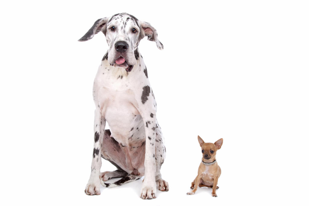 El tamaño de tu perro es un factor importante a considerar para poder brindarles la alimentación y el espacio adecuado para alcanzar un óptimo desarrollo. (ARCHIVO)

