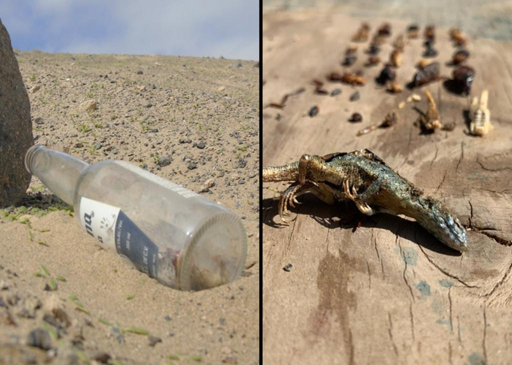 Botella encontrada en el desierto de Chile. (INTERNET)