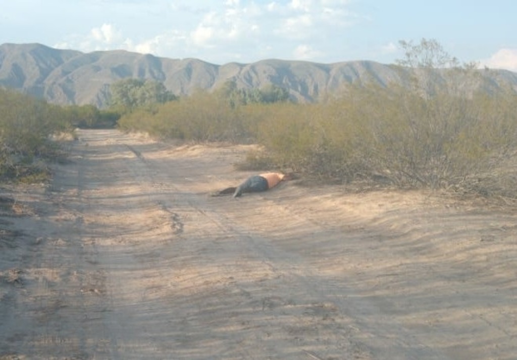 El par de cuerpos fue hallado a un lado de la maleza, en la carretera rumbo a la Cueva del Tabaco. (EL SIGLO DE TORREÓN)