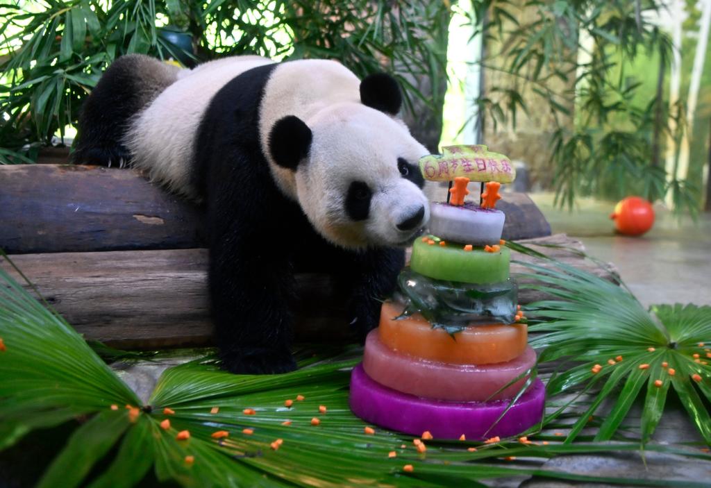 Pandas festejan su cumpleaños número seis. (TWITTER)