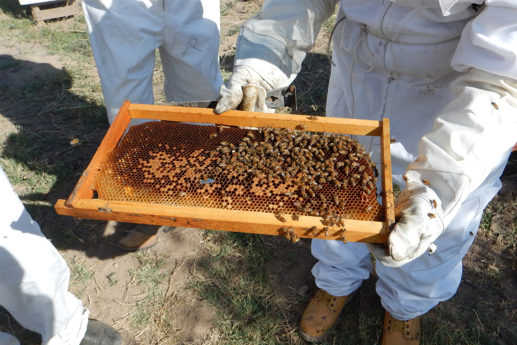 El cambio climático y los químicos en la producción agrícola ha 'desplomado' la producción de miel. (EL SIGLO DE TORREÓN)