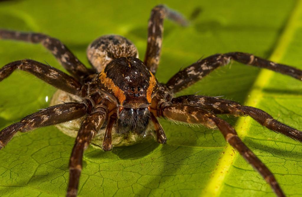 Las arañas agresivas presentan una ratio de supervivencia y reproducción más elevado tras un ciclón que las colonias más dóciles. (ARCHIVO)