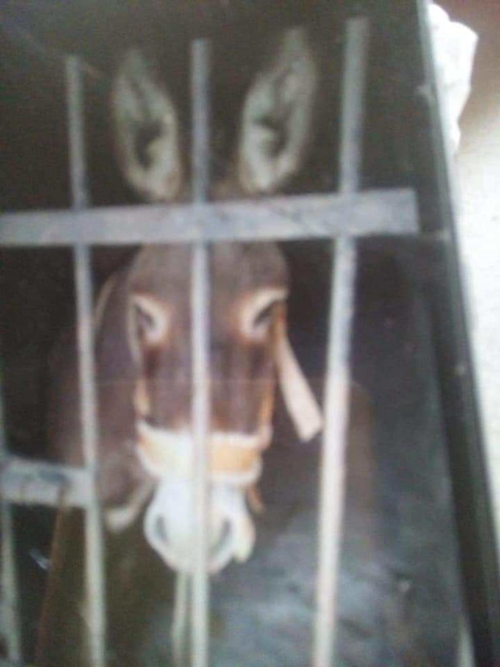 Tras más de 72 horas encarcelado, el burro propiedad de una pareja de adultos mayores, fue liberado después de que policías de la comunidad de Sebastián Río Dulce, municipio de Zimatlán, lo trasladaron a la prisión local. (ARCHIVO)